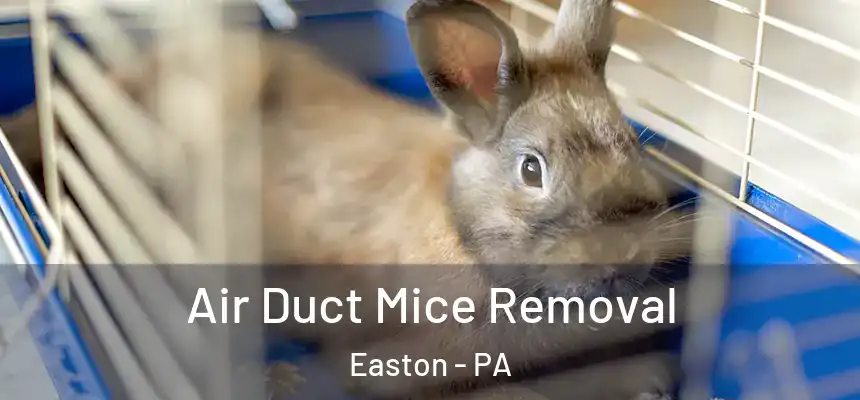  Air Duct Mice Removal Easton - PA