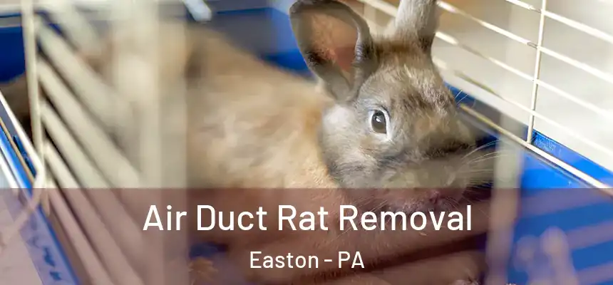  Air Duct Rat Removal Easton - PA